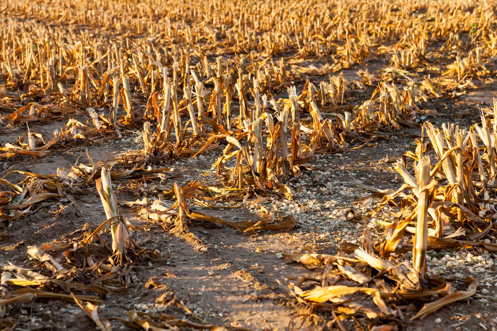 thick mown corn stalks after the grain harvest, farming in the field