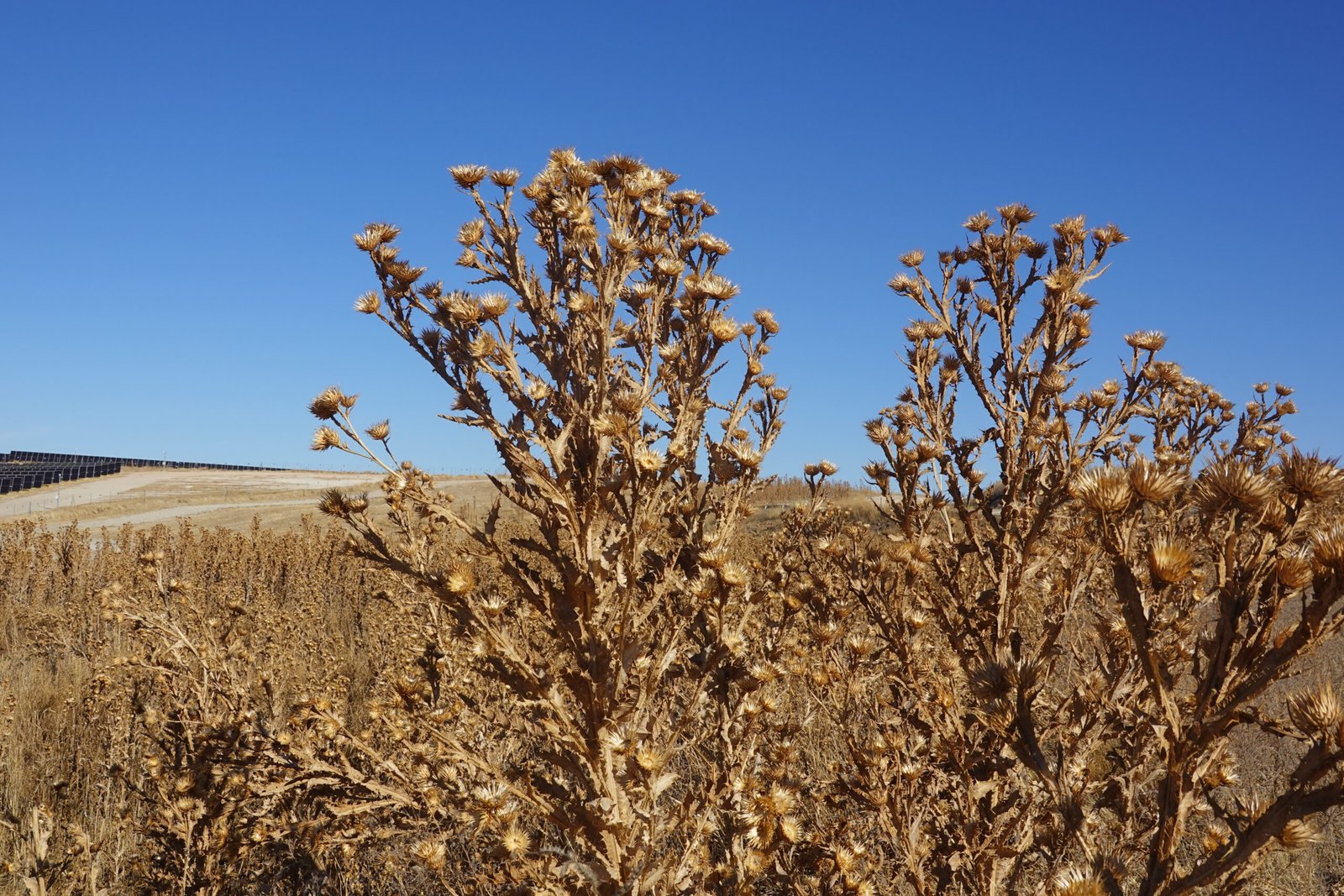Close-up of dried thistle plants in a barren field, with solar panels and rolling hills in the background under a bright blue sky. The scene contrasts the harsh natural landscape with the clean energy technology of solar power.